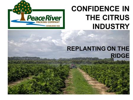 CONFIDENCE IN THE CITRUS INDUSTRY REPLANTING ON THE RIDGE.