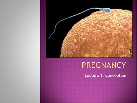 Pregnancy Lecture 1: Conception.