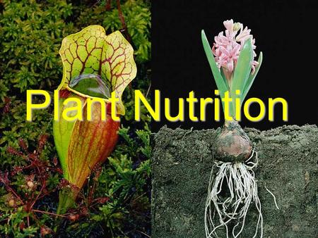 Plant Nutrition. The uptake of nutrients occurs at both the roots and the leaves. Roots, through mycorrhizae and root hairs, absorb water and minerals.