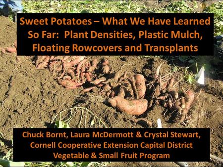 Sweet Potatoes – What We Have Learned So Far: Plant Densities, Plastic Mulch, Floating Rowcovers and Transplants Chuck Bornt, Laura McDermott & Crystal.