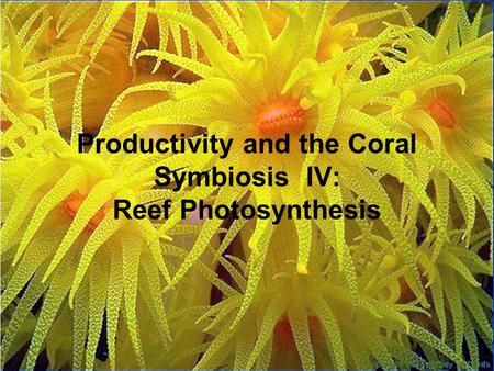 Productivity and the Coral Symbiosis IV: Reef Photosynthesis.