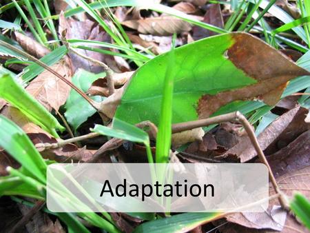 Adaptation. Evolution Evolution involves two interrelated phenomena – Adaptation: modifications of a species phenotype to help them succeed in their environment.