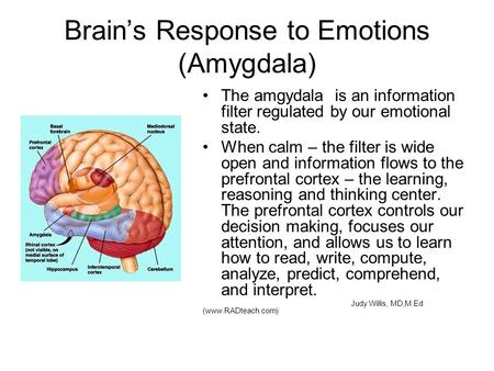 Brain’s Response to Emotions (Amygdala)