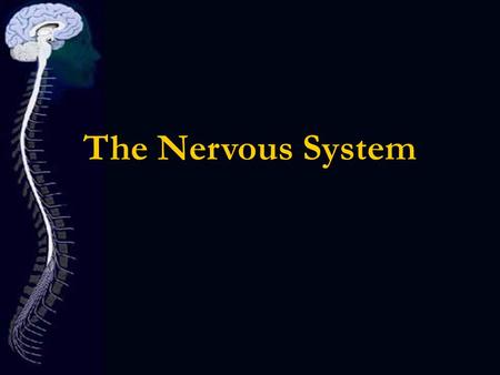 The Nervous System. Did you know? Menigitis- inflammation of the meniges caused by bacteria, viral or fungal infections. Subdural Hematoma- large blood.