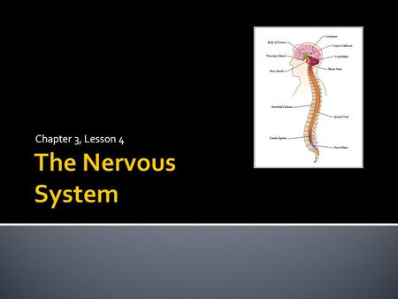 Chapter 3, Lesson 4 The Nervous System.