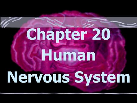 Chapter 20 Human Nervous System Regulation Is achieved by both the nervous system and the endocrine system in humans *Both systems secrete chemicals.