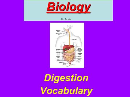 Biology Mr. Dziob Digestion Vocabulary.