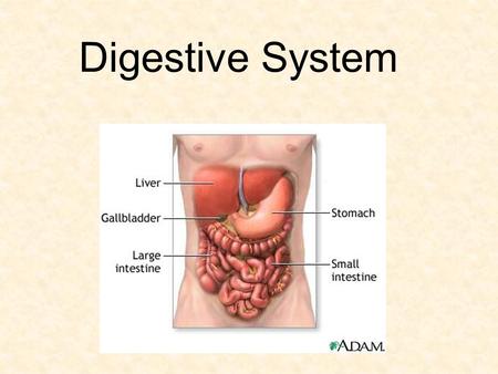 Digestive System. Function Break down food into particles the body can use Particles are absorbed into blood and carried throughout body Wastes are removed.