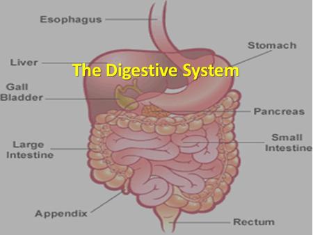 The Digestive System. Feed Me! Digestive system uses mechanical and chemical energy to break organic material Digestive system uses mechanical and chemical.