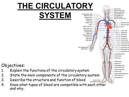 THE CIRCULATORY SYSTEM Objectives: 1.Explain the functions of the circulatory system 2.State the main components of the circulatory system. 3.Describe.