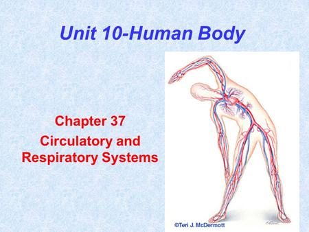 Chapter 37 Circulatory and Respiratory Systems