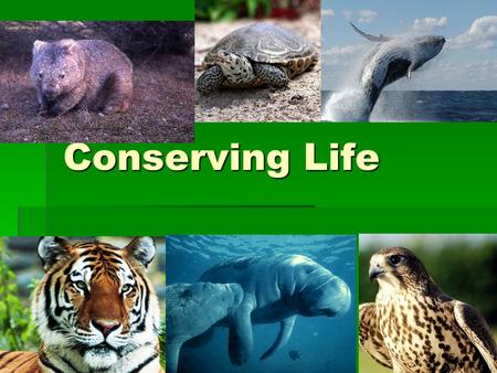 Conserving Life. Biodiversity  The variety of life in an ecosystem.