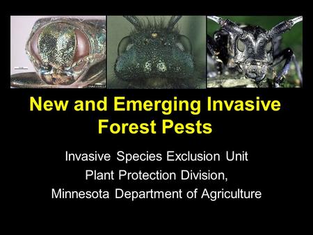 New and Emerging Invasive Forest Pests Invasive Species Exclusion Unit Plant Protection Division, Minnesota Department of Agriculture.