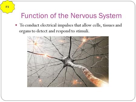Function of the Nervous System To conduct electrical impulses that allow cells, tissues and organs to detect and respond to stimuli. #1.