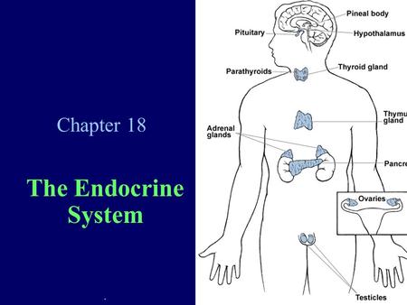 Chapter 18 The Endocrine System.. Endocrine System Overview Uses hormones as control agents Hormones = chemical messengers released into the blood to.