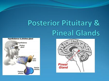 Posterior Pituitary Gland The Pineal Gland Description of Glands: The pituitary The pituitary gland has dimensions of about 12mm by 8mm in an average.
