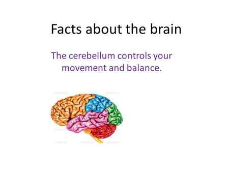 The cerebellum controls your movement and balance.