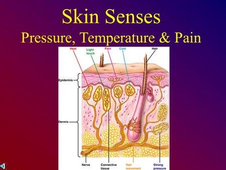 Skin Senses Pressure, Temperature & Pain