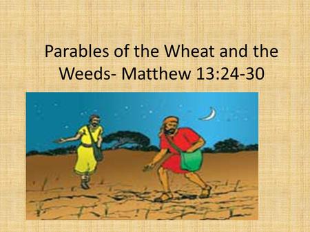 Parables of the Wheat and the Weeds- Matthew 13:24-30