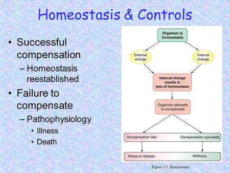 Homeostasis & Controls