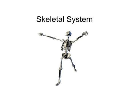 Skeletal System. 3 functions of the skeleton Movement – joints Shape/Support – keep us upright Protection e.g. the skull and other organs.