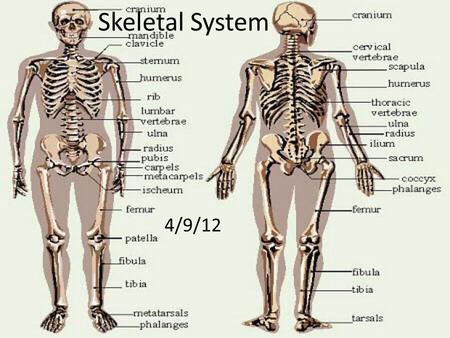 Skeletal System 4/9/12. The Skeletal System The function of the skeletal system is to give us support and to be able to move around. Without the skeletal.