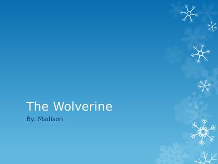 The Wolverine By. Madison. Physical Characteristics  The wolverine can be up to 31-44 inches long.  The wolverine can weigh up to 25-55 pounds.  The.