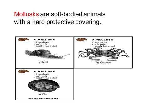 Mollusks are soft-bodied animals with a hard protective covering.