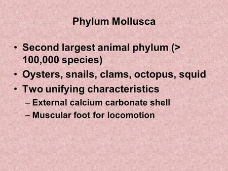 Phylum Mollusca Second largest animal phylum (> 100,000 species) Oysters, snails, clams, octopus, squid Two unifying characteristics –External calcium.