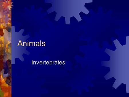 Animals Invertebrates.