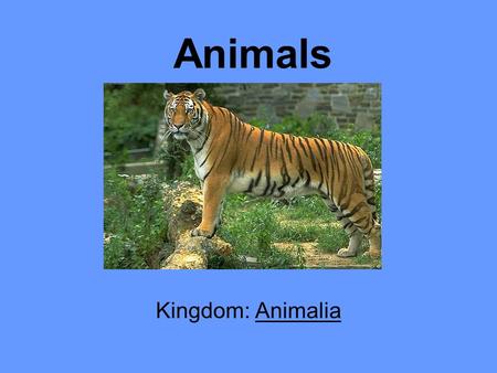 Animals Kingdom: Animalia.