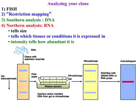 Analyzing your clone 1) FISH 2) “Restriction mapping” 3) Southern analysis : DNA 4) Northern analysis: RNA tells size tells which tissues or conditions.