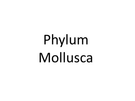 Phylum Mollusca. Includes these classes: Snails-class Gastropoda Clams-class Bivalvia Octopuses, Squids-class Cephalopoda There are more species of mollusks.