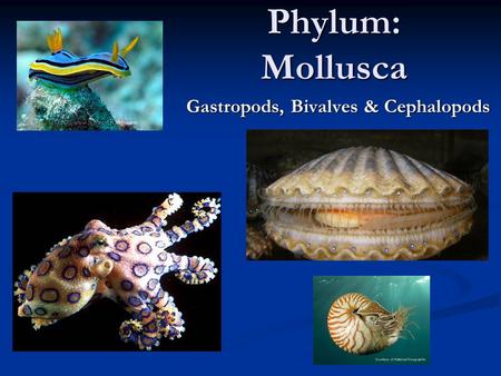 Phylum: Mollusca Gastropods, Bivalves & Cephalopods.