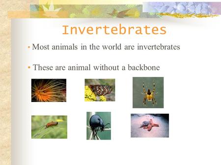 Invertebrates These are animal without a backbone