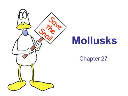 Mollusks Chapter 27. Mollusk characteristics Soft-bodied animals with an internal or external shell Trochophore: free-swimming larvae stage Body plan.