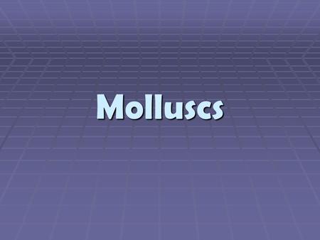 Molluscs.