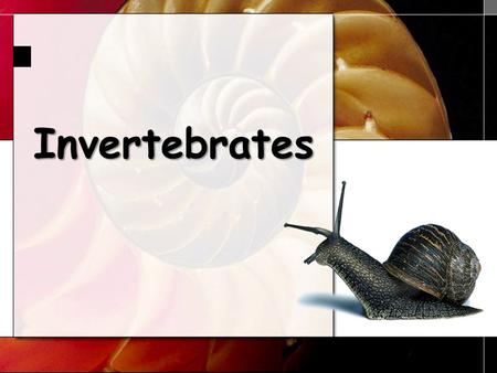 Invertebrates 1. Invertebrate Phyla Sponges Cnidarians Platyhelminthes Nematodes Mollusks Annelids Echinoderms Arthropods 2.