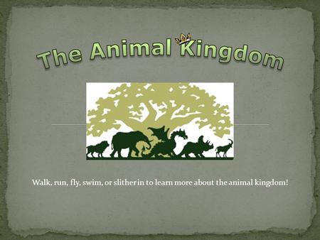 The Animal Kingdom Walk, run, fly, swim, or slither in to learn more about the animal kingdom!