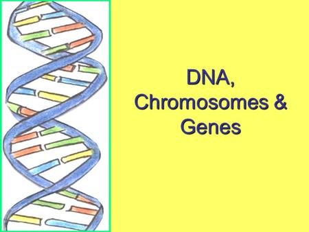 DNA, Chromosomes & Genes. Learning Objectives To understand that cells are the basic building blocks for all living things To be able to relate the structure.