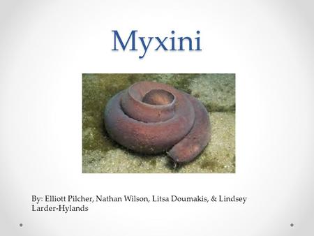 Myxini By: Elliott Pilcher, Nathan Wilson, Litsa Doumakis, & Lindsey Larder-Hylands.