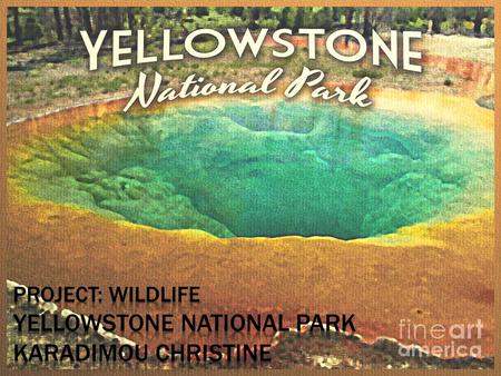 “.  America’s first National Park  Established in 1872  Located in Wyoming, Montana and Idaho  Home to a large variety of wildlife, including grizzly.