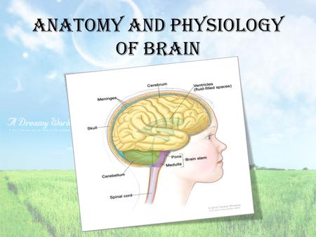 Anatomy and Physiology of brain. Brain cells Neurons and neuroglia.