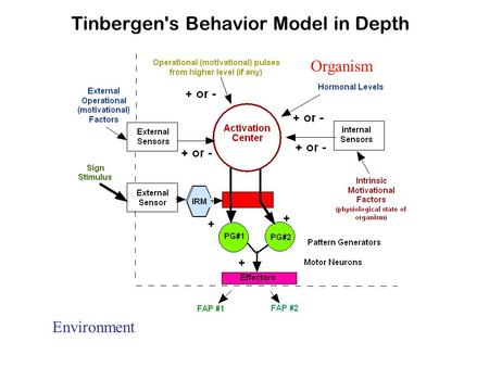 Tinbergen's Behavior Model in Depth