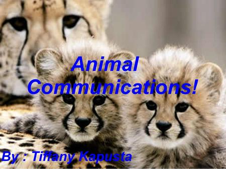                   Animal  Communications! By : Tiffany Kapusta.