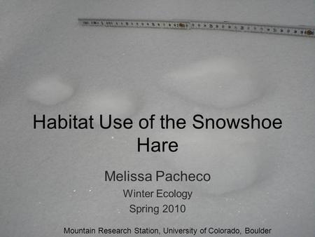 Habitat Use of the Snowshoe Hare Melissa Pacheco Winter Ecology Spring 2010 Mountain Research Station, University of Colorado, Boulder.