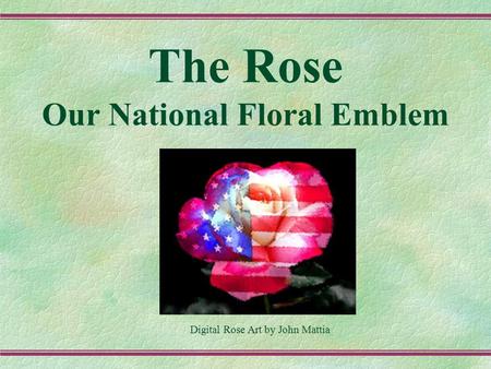 The Rose Our National Floral Emblem