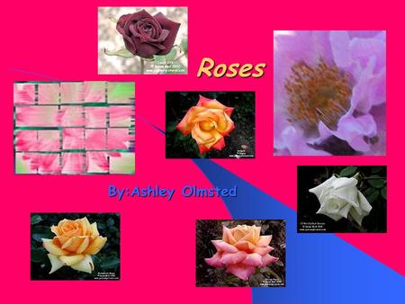 Roses By:Ashley Olmsted. Roses How to grow them How to grow them How do they grow? How do they grow? Hints and tips for your rose garden Hints and tips.