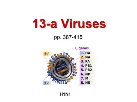 13-a Viruses pp. 387-415 H1N1. 2 Viruses Size, Structure, Morphology Taxonomy Growth Identification.