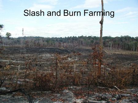 Slash and Burn Farming. In slash-and-burn agriculture, you first go through the thick tree cover with a machete and chop all the vegetation. That’s the.